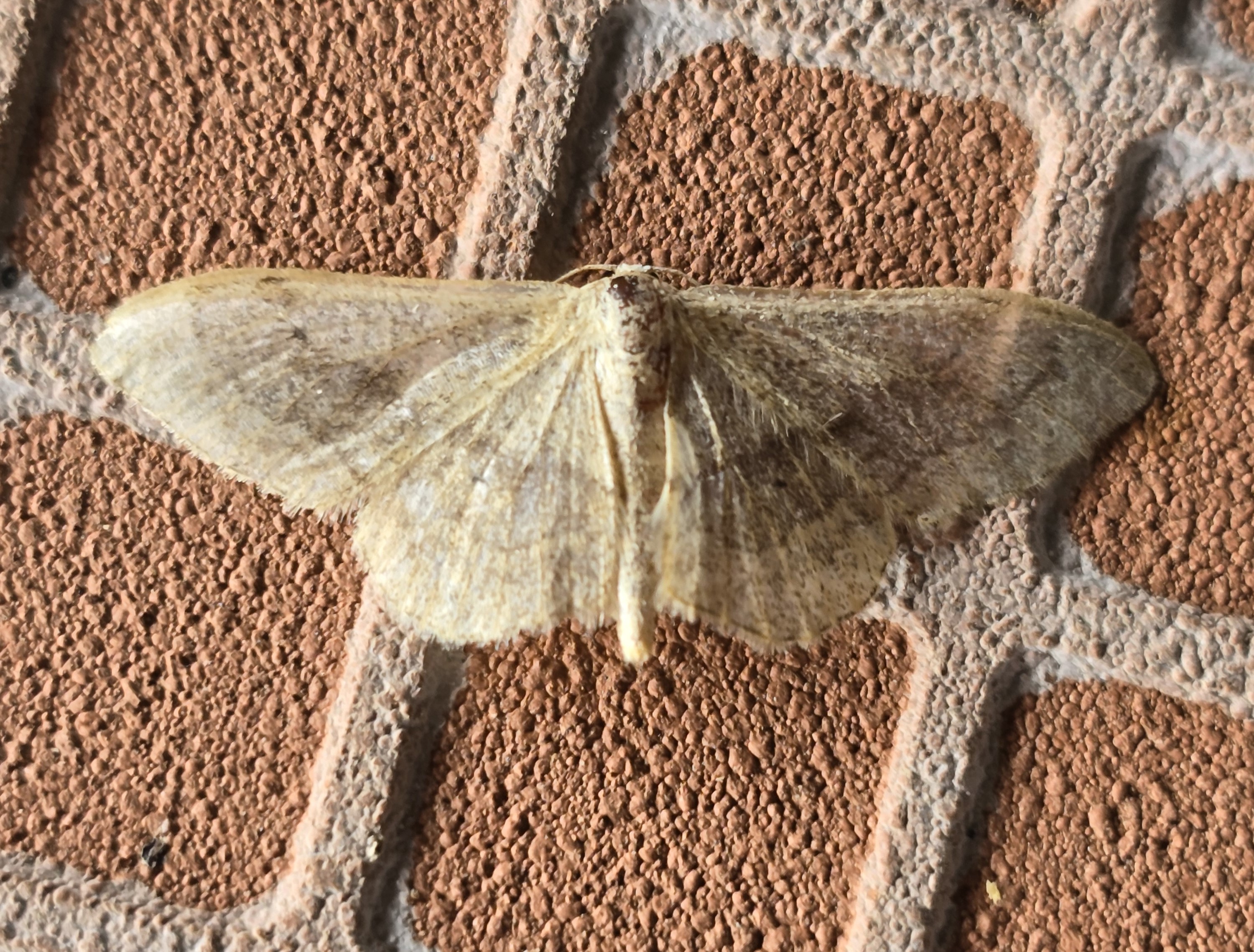 Photo of Riband Wave (Idaea aversata)